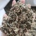 【文斌药业】仙鹤草新货颜色好过筛货量大从优