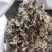 【文斌药业】仙鹤草新货颜色好过筛货量大从优
