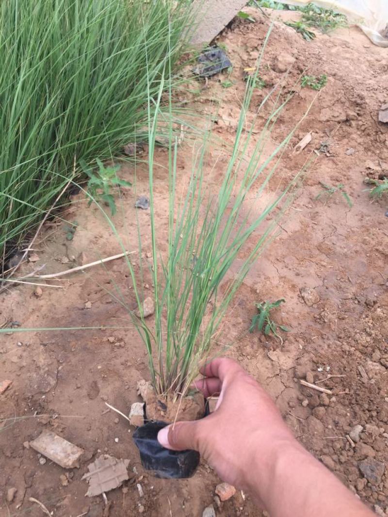 坡地毛冠草自产自销坡地毛冠草种植基地