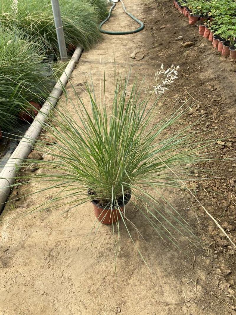 花卉盆景坡地毛冠草自产自销坡地毛冠草种植基地。3