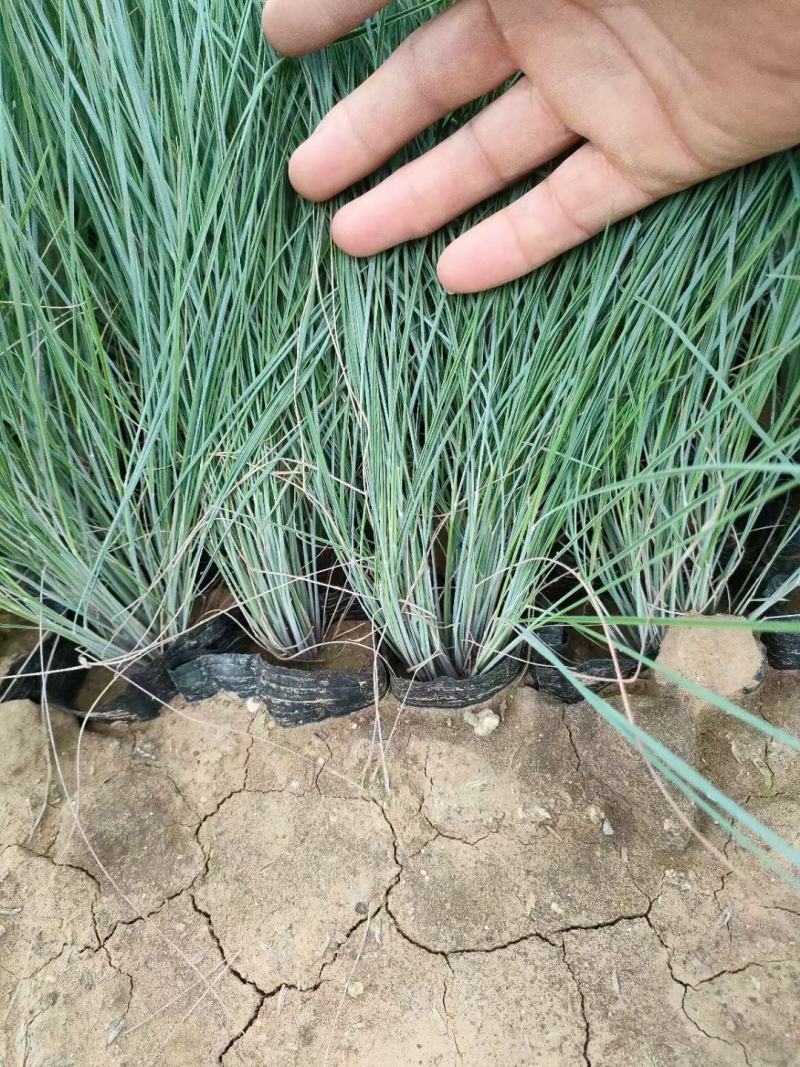 花卉盆景坡地毛冠草自产自销坡地毛冠草种植基地。3