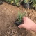 日本矮麦冬自产自销日本矮麦冬种植基地。青州价格