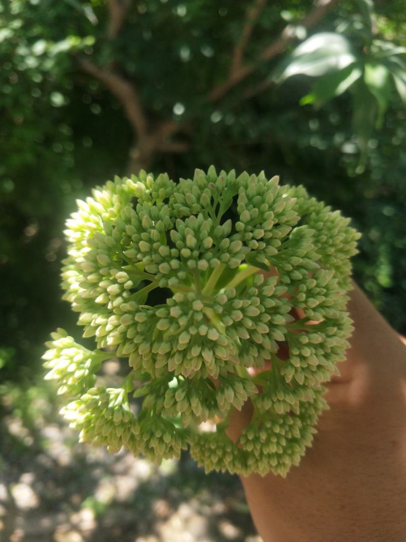八宝景天