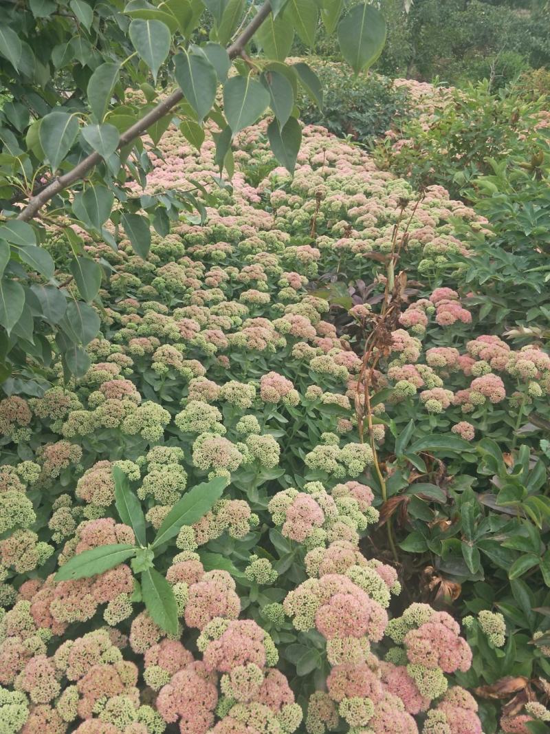 八宝景天