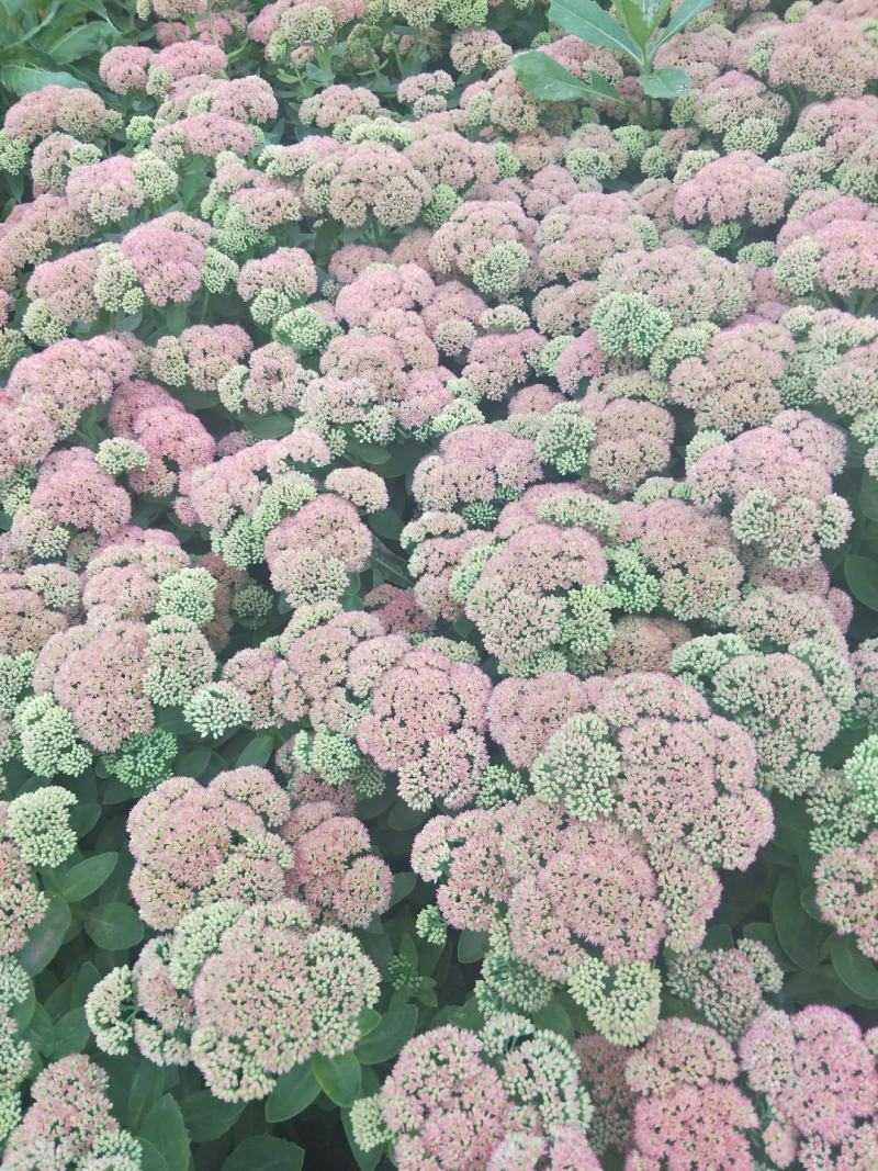 八宝景天