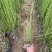 木贼种植基地木贼自产自销。50万处理。