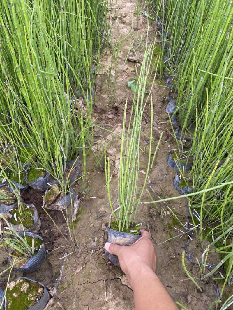 木贼种植基地木贼自产自销。50万处理。