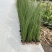木贼种植基地木贼自产自销。50万处理。
