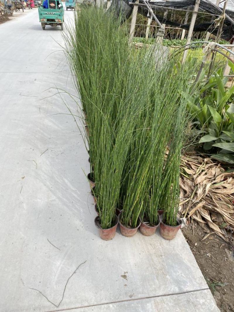 木贼种植基地木贼自产自销。50万处理。