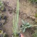 木贼种植基地木贼自产自销。50万处理。