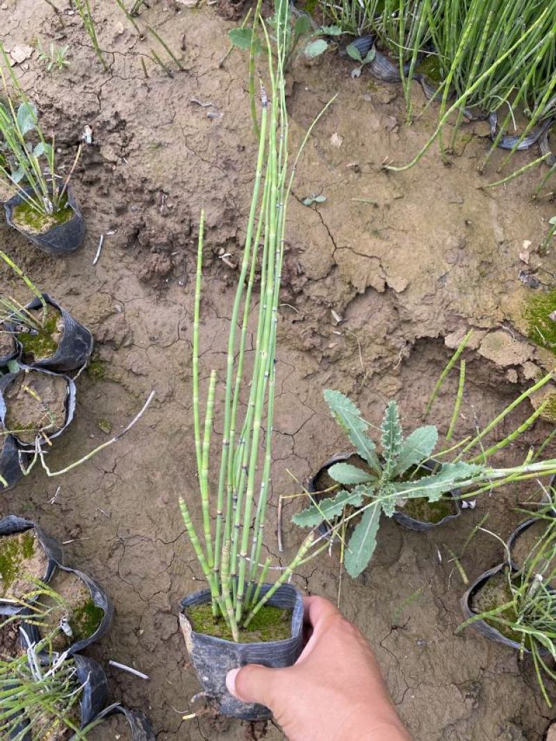 木贼种植基地木贼自产自销。50万处理。