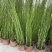 木贼种植基地木贼自产自销。50万处理。