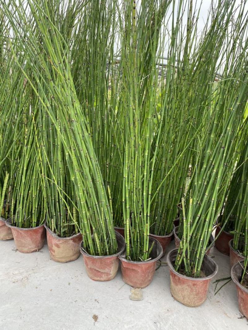 木贼种植基地木贼自产自销。50万处理。