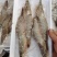 东方虾超大海虾鲜活特大对虾老虎虾海捕水产黑虎虾送礼佳品