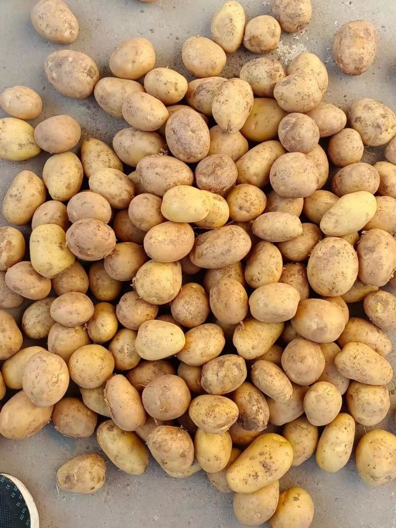 山东冷库黄心土豆现货供应荷兰十五，V7土豆，货源充足，