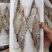 东方虾超大海虾鲜活特大对虾老虎虾海捕水产黑虎虾送礼佳品