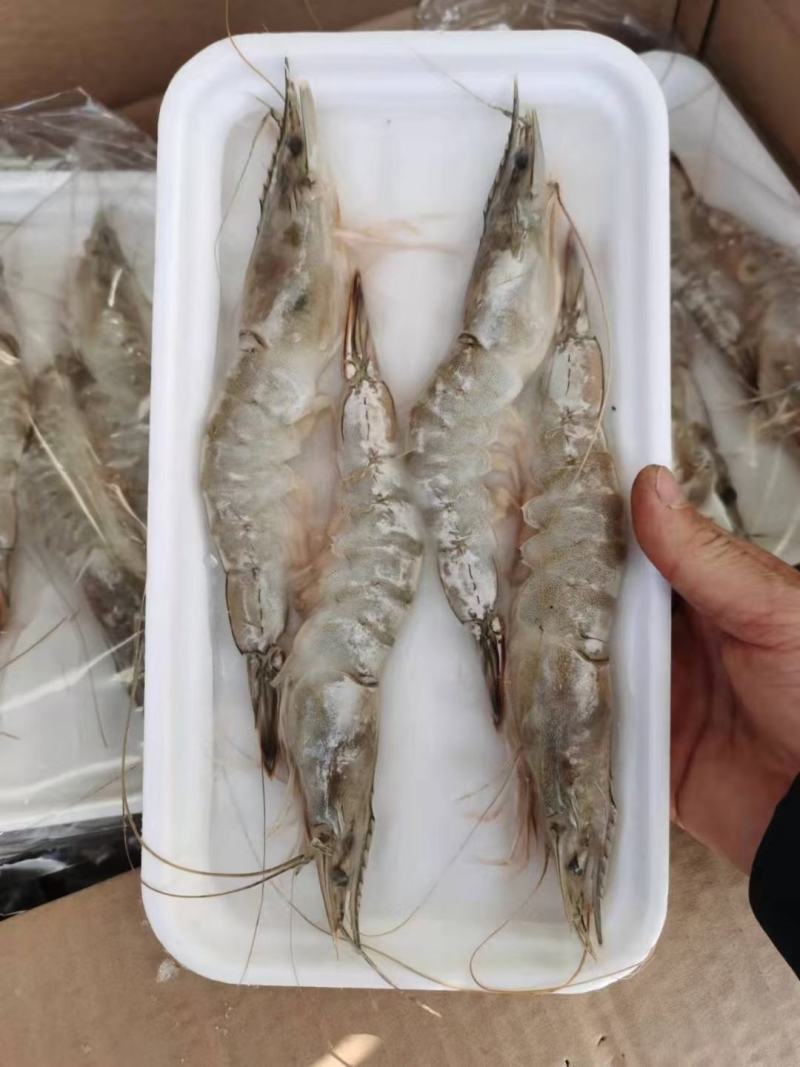 东方虾超大海虾鲜活特大对虾老虎虾海捕水产黑虎虾送礼佳品