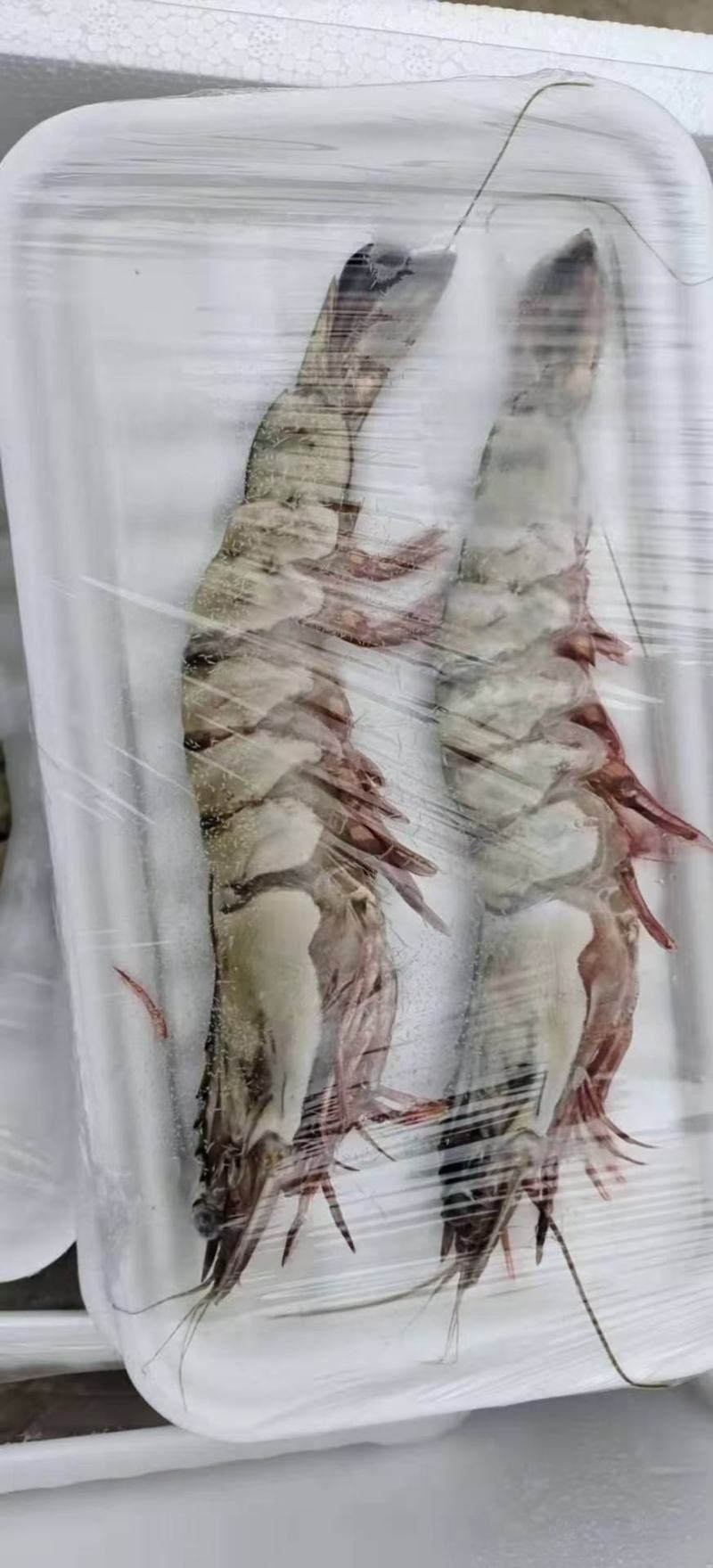 东方虾超大海虾鲜活特大对虾老虎虾海捕水产黑虎虾送礼佳品