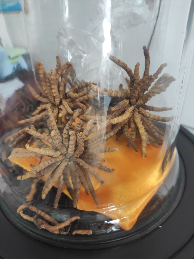 冬虫夏草干货煲汤泡酒虫草特产礼盒