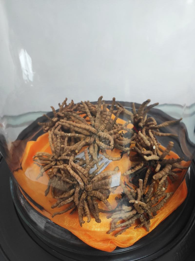 冬虫夏草干货煲汤泡酒虫草特产礼盒