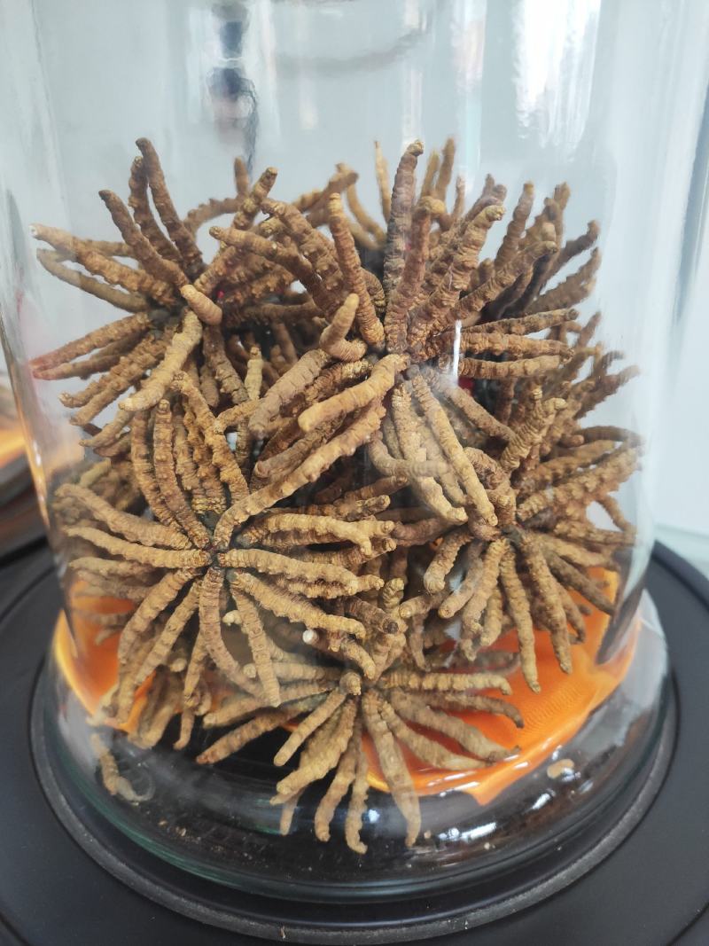 冬虫夏草干货煲汤泡酒虫草特产礼盒