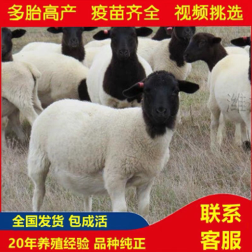 黑头杜泊绵羊羊羔种羊价格便宜基地直销