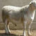 澳洲白绵羊大型养殖基地价格便宜品种齐全欢迎联系
