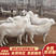 澳洲白绵羊大型养殖基地价格便宜品种齐全欢迎联系