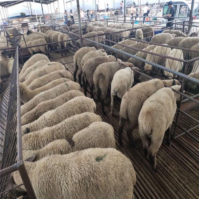 萨福克绵羊养殖基地直发全国发货货到付款价格便宜