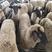 萨福克绵羊养殖基地直发全国发货货到付款价格便宜
