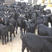 努比亚黑山羊全国发货货到付款基地直供价格便宜