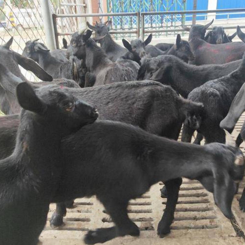 努比亚黑山羊全国发货货到付款基地直供价格便宜