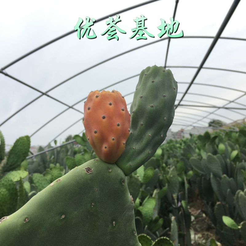 河南焦作食用药用仙人掌大量上市支持一件代发欢迎采购网红食