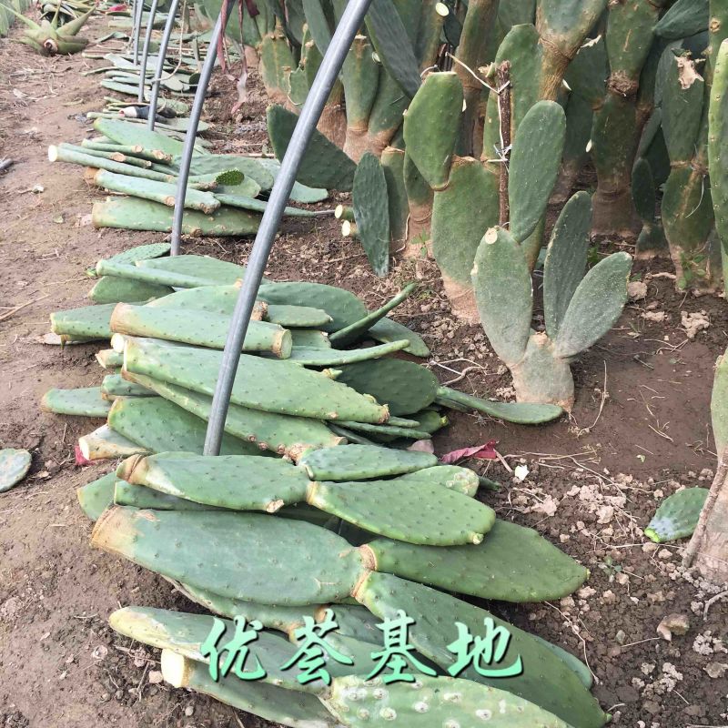 河南焦作食用药用仙人掌大量上市支持一件代发欢迎采购网红食