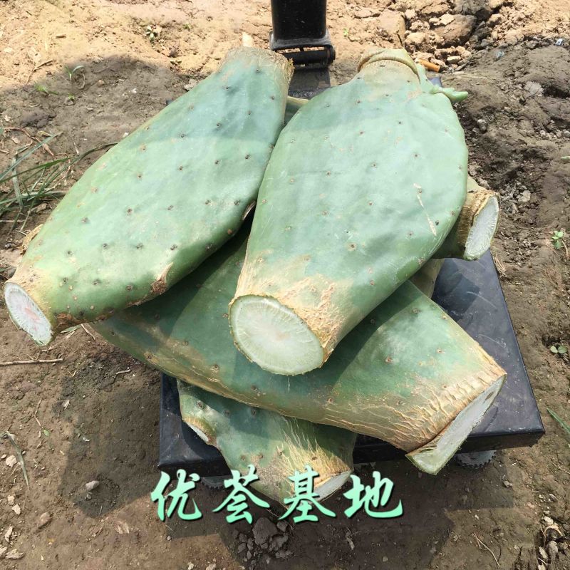 河南焦作食用药用仙人掌大量上市支持一件代发欢迎采购网红食