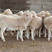 澳洲白绵羊产地直发价格优惠可视频选货全国接单