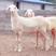 澳洲白绵羊产地直发价格优惠可视频选货全国接单