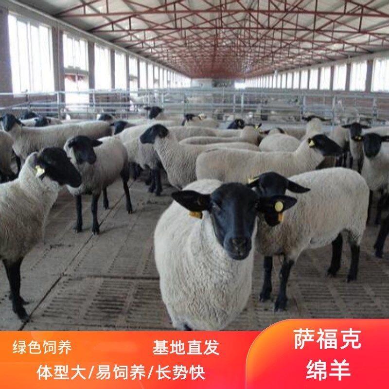 专业活羊养殖基地品种繁多货到付款价格便宜