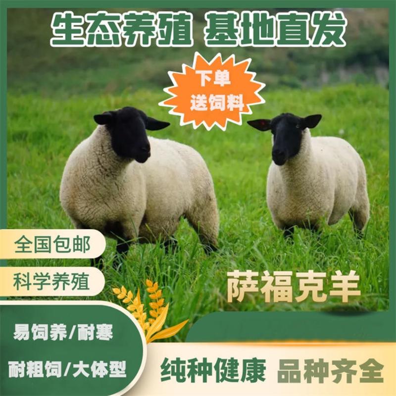 专业活羊养殖基地品种繁多货到付款价格便宜