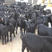 努比亚黑山羊黑山羊种公羊种母羊视频挑选全国运输