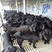 努比亚黑山羊黑山羊种公羊种母羊视频挑选全国运输