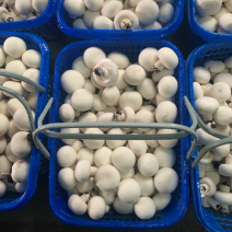 双孢菇