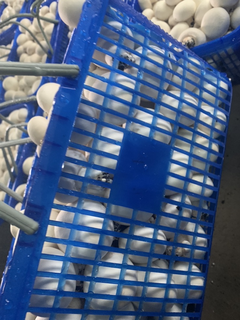 双孢菇
