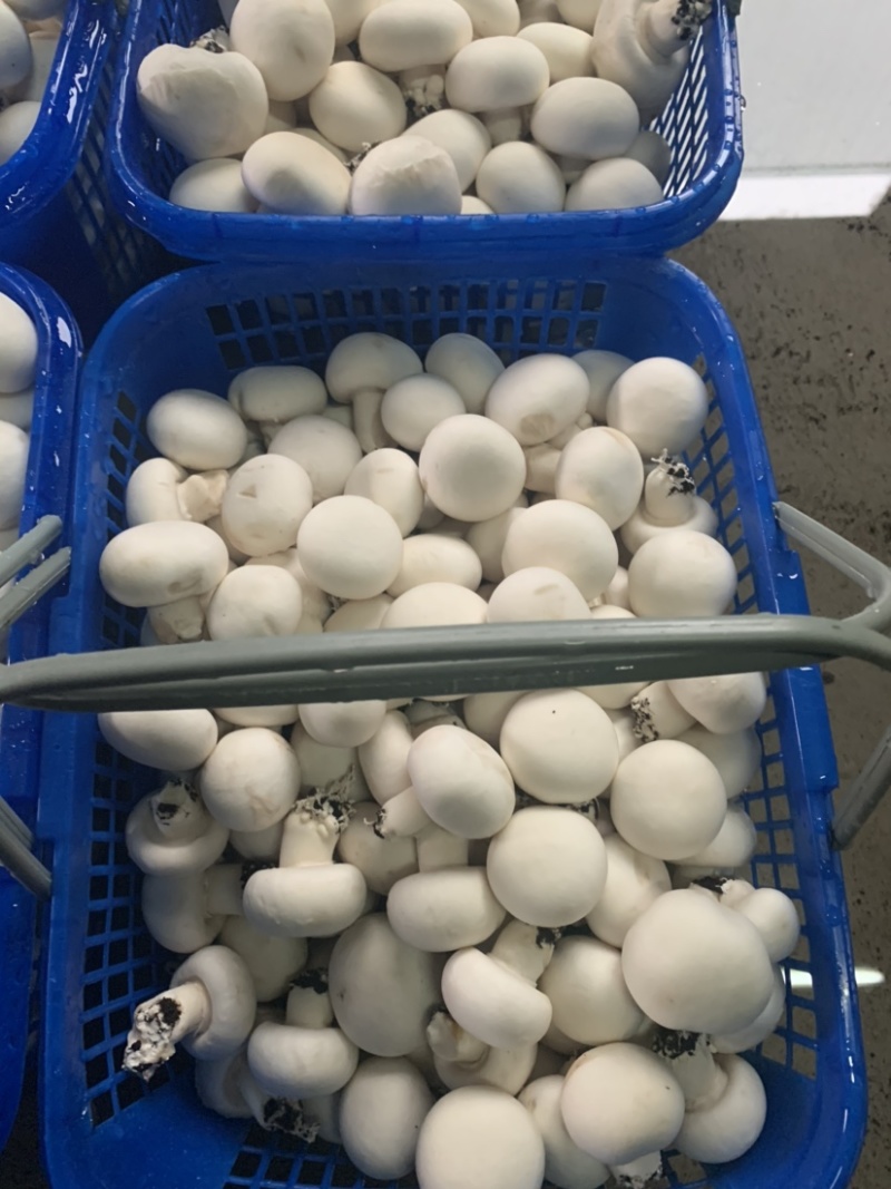 双孢菇