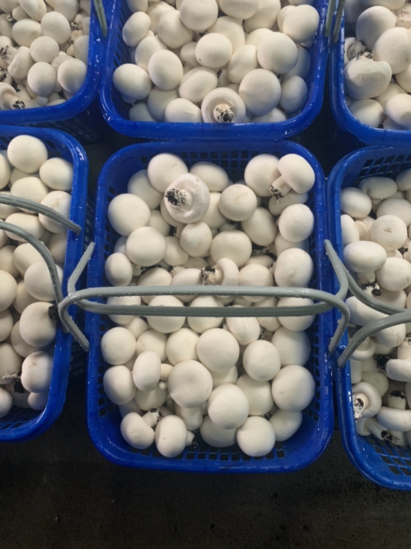 双孢菇