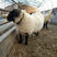 萨福克羊产地发货上车全国接单视频看羊不贵