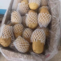 冷库黄心土豆荷兰十五土豆货源充足产地一手货源，全国发货，