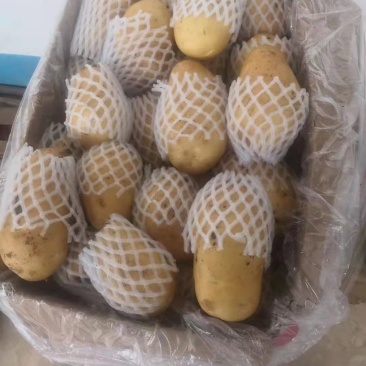 冷库黄心土豆荷兰十五土豆货源充足产地一手货源，全国发货，