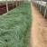 须芒草自产自销须芒草60万低价处理。须芒草