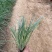 须芒草自产自销须芒草60万低价处理。须芒草